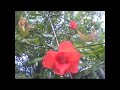 pomegranate flower is seen behind an apartment it is very beautiful nature u0026 animals