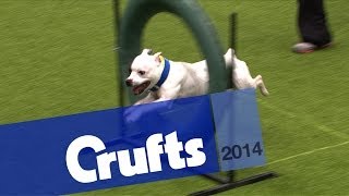 Kennel Club Novice Cup | Agility | Crufts 2014