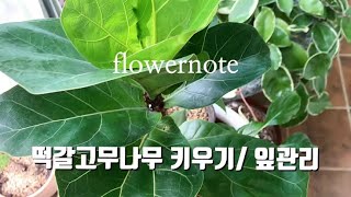 🌷떡갈고무 나무 키울때 잎 관리법/과습,햇빛부족일때 나타나는 현상