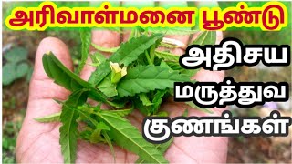 அரிவாள்மனை பூண்டு நன்மைகள்| arivalmanai poondu benefits| காயங்கள் புண்கள் விரைவில் ஆற| தோல் நோய் தீர