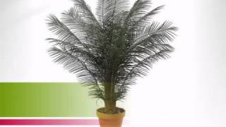 6 foot Outdoor Artificial Phoenix Palm Cluster with 18 Fronds - artificialplantsandtrees.com