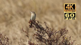 4K60 香港稀有冬候鳥：褐頭鵐 (雌性) Rare Winter birds in Hong Kong :Red-headed Bunting (Female)