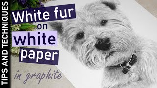 How to draw white fur in graphite | TOP TIPS | Westie drawing