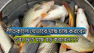 শীতকালে যেভাবে মাছ চাষ করবেন এবং দ্রুত মাছ বড় করবেন | শীতকালীন মাছ চাষ নিয়ে গুরুত্বপূর্ণ আলোচনা