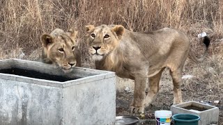 ગીર નુ નજરાણું સાવજ 🦁