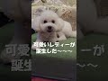 涙やけ克服して美少女になった犬 shorts doglover cutedog トイプードル 可愛い＃涙やけ