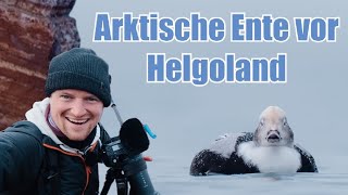 EISENTE, Seehund und seltener Überraschungsvogel - Auf der Spur einer arktischen Ente vor Helgoland!