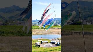 Koinobori (Carp-shaped streamers) for the Children’s day #japan #koinobori #celebration #children