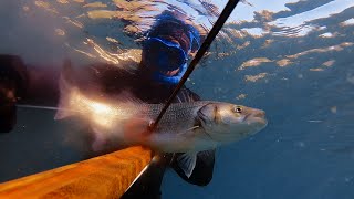 Winter Spearfishing in Shallow Waters / Χειμερινό Ψαροντούφεκο σε Ρηχά Νερά