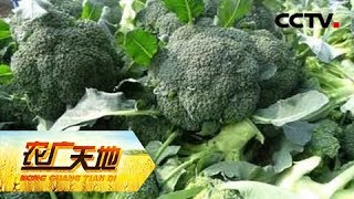 《农广天地》 20180328 青花菜春季高产栽培技术 | CCTV农业