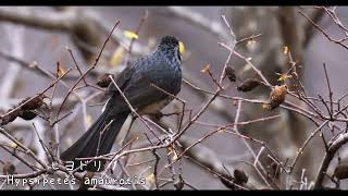 [4K]動画で野鳥観察～身近な野鳥①～