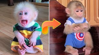 Baby Monkey David and Adult Monkey David