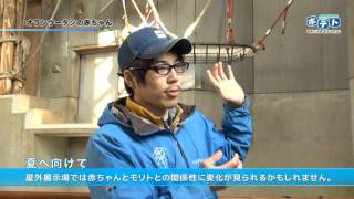 旭山動物園情報「オランウータンの赤ちゃん」 （2015年3月7日放送）