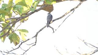 ♪鳥くん野鳥動画（タイThaiMFHSタカサゴタカSHIKRA20200119JO6A8929