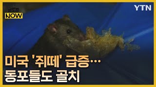 美 곳곳 출몰 '쥐떼' 퇴치 작전…동포들도 '골치' [글로벌 NOW] / YTN korean