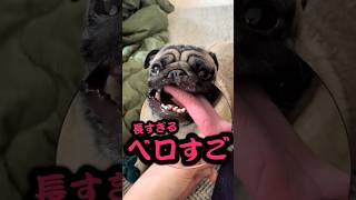 舌触っても気づかないパグwww#ぱぐち #マヌケ舌 #dog #pug #ペット #パグ #犬のいる暮らし