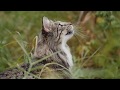 Maxi Zoo - Real Nature Wilderness - Kattenvoer