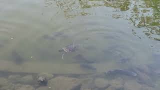 龜魚鳥逍遙遊@大安森林公園大生態池