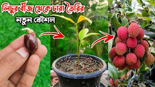 লিচুর বীজ থেকে চারা তৈরির সহজ পদ্ধতি |  How to grow Lychee plan from seed