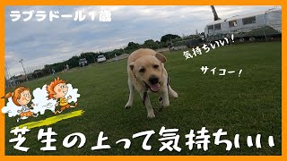 【ラブラドールレトリーバー】大型犬１歳　芝生の上をダッシュ　犬と空と芝生って似合うよね！