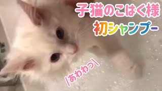 はじめてのシャンプーしたメインクーン子猫のこはく様💕 #shorts