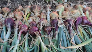 Harvest onions【收获洋葱】种在地里9个来月的洋葱 终于可以收获了grow onion from bulb and seed