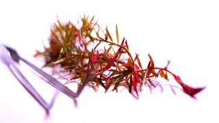 Rotala H'Ra