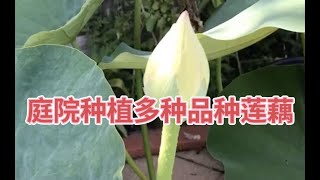 莲藕种植,  大粗莲藕、湘莲、湘西莲藕、南斯拉夫雪莲藕分根出藕苗....在种植专家朋友家庭院收获四种不同类型的藕苗，学习莲藕荷花种植.....