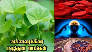 நினைவாற்றலை மேம்படுத்த உதவும் வல்லாரைக்கீரை