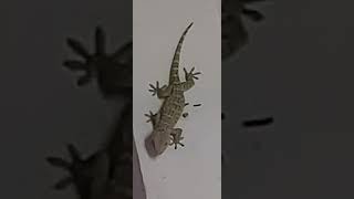 Gecko