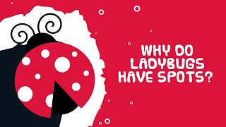 Why Do Ladybugs Have Spots ? - Interesting Facts About Insects - Kids Video Show