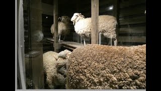 National Wool Museum Geelong, Victoria