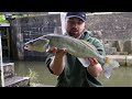 canal zander fishing with deadbaits an evening of chaos