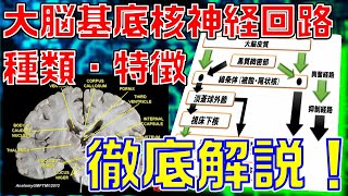 【脳科学・神経科学】大脳基底核神経回路の種類及び各神経回路の特徴を解説します！