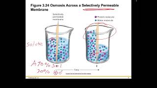 Becker Ch 3 Recorded Lecture Part 2 of 2 Welsh Holes HumanA&P 2024 Release Chap003 PPT Accessible