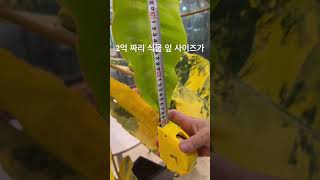 식물 잎 하나 사이즈가 어마어마 하네요 #몬스테라알보 #plants #monsteraalbo #houseplants #반려식물 #알보의왕