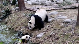 熊妈萌萌不小心把娃扔下了沟(后续), 把熊妈急得呢😂Follow-up: Mom Panda MengMeng Accidentally Threw down Her Cub To The Ditch