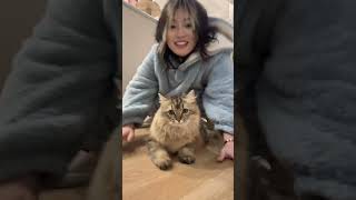 叮咚鸡 被迫营业的猫猫