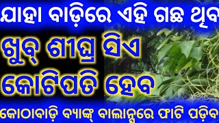 ଯାହା ବାଡ଼ିରେ ଏହି ଗଛ ଥିବ ସେ ଖୁବ୍ ଶୀଘ୍ର କୋଟିପତି ହେବ | Money Attracting Plant | Odia Tantra Mantra Tips