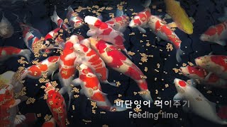 비단잉어 먹이주기(고화질)