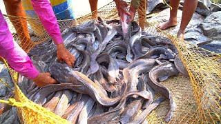 Amazing Fish Farming Harvest - Harvesting Thousands of Hybrid Magur Fish grow so fast on Mud Pond