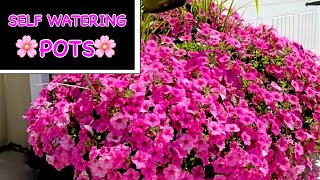 How to Grow Lots of Petunias in a Pot | Self Watering Flower Pots