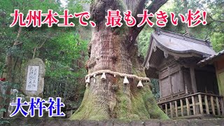 【九州本土最大の杉!】大分県 ｢大杵社｣