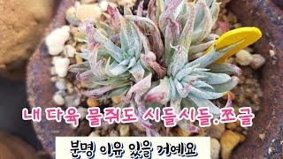 내다육 물을 주어도 시들 시들한 이유와 대처법/#인천군생다육농장/#다육식물손옹기화분