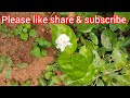 మల్లె పువ్వులు మొక్కలు జాస్మిన్ jasmine jasmine flowers jasmineplant trending viral