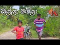 බල්ලා මැරිලා | KDJ PRODUCTIONS