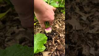 Home Gardening Harvest - Check Out This Turnip! 🌱