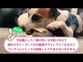 【short】愛犬に初めて『鹿の角』あげてみたら予想以上の大興奮でしたｗｗ