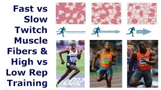 Fast vs Slow Twitch Muscle Fibers & High vs Low Rep Training