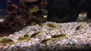 Peru Gold-Stripe Cory (Wild Caught)